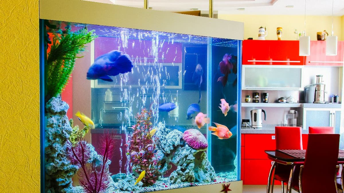 Fish aquarium in modern apartment