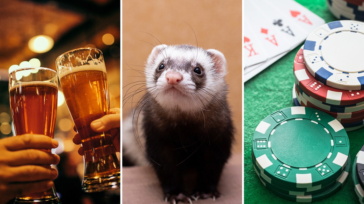 bizarre laws split beer ferret poker
