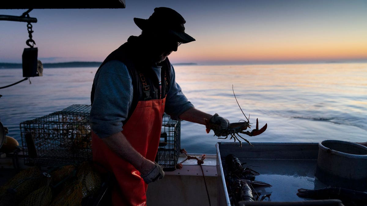 lobsterman at twilight in boat holding lobster