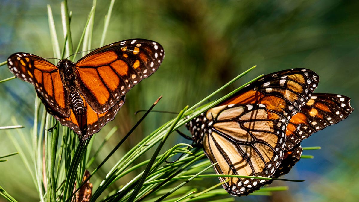 Monarch butterflies in CA