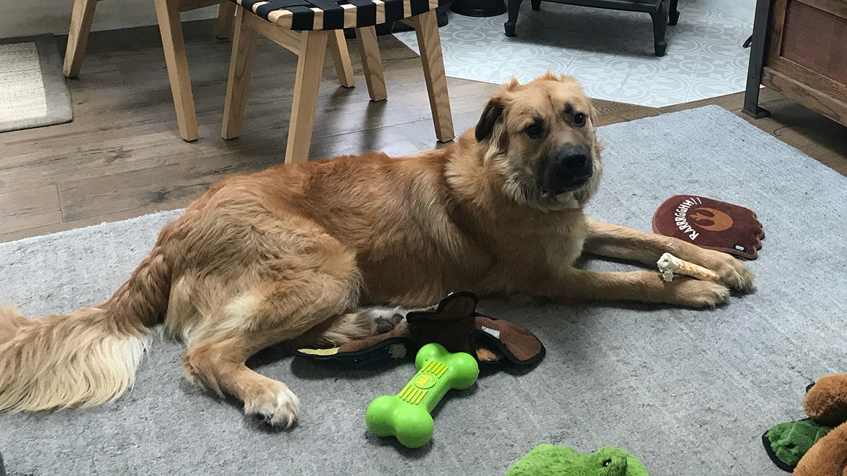 golden retriever moose sits with toys