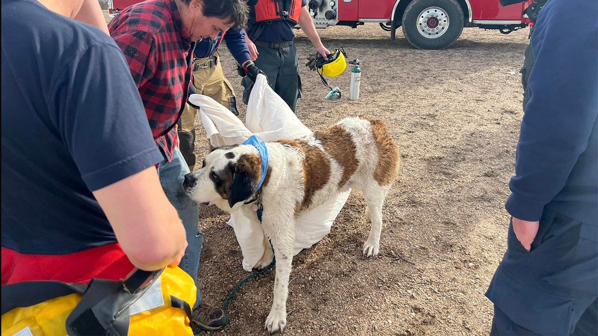 dog rescued st. bernard 