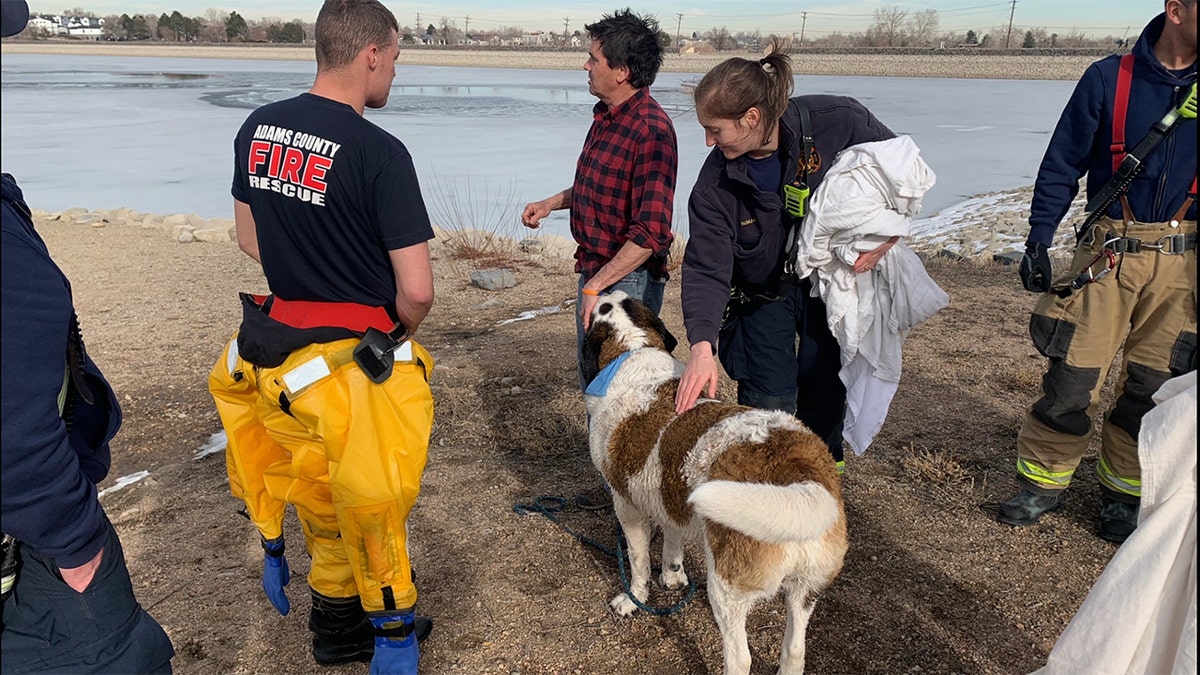 Mumford the dog rescued from ice