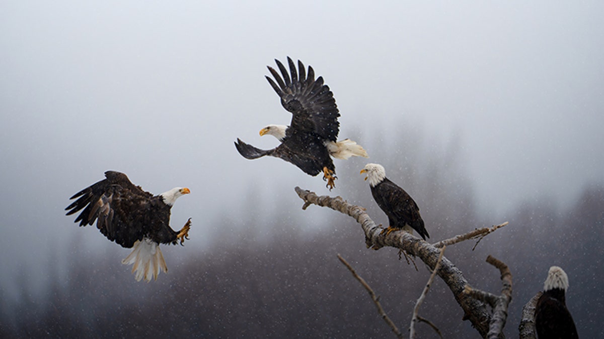 bald eagles