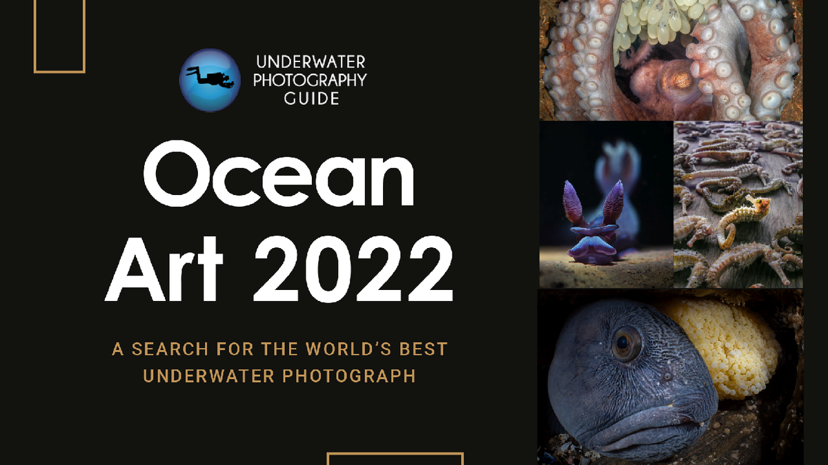 Underwater Photography Guide Ocean Art 2022 Graphic