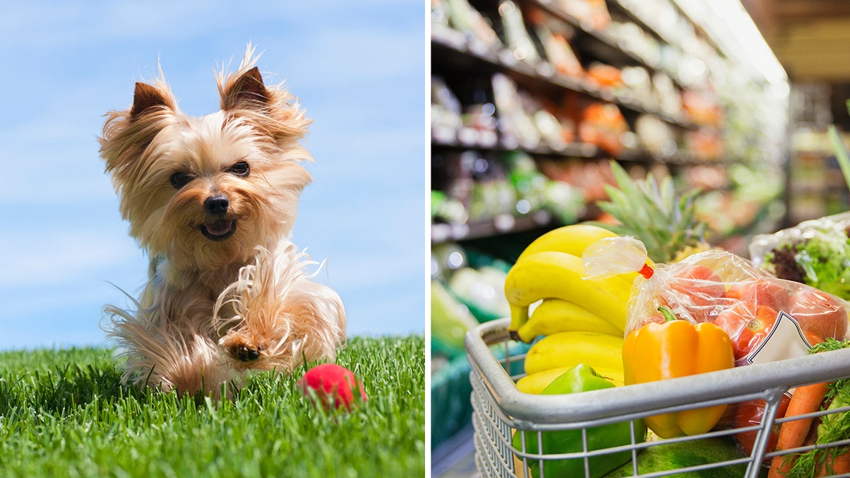 Dogs in shop grocery stores