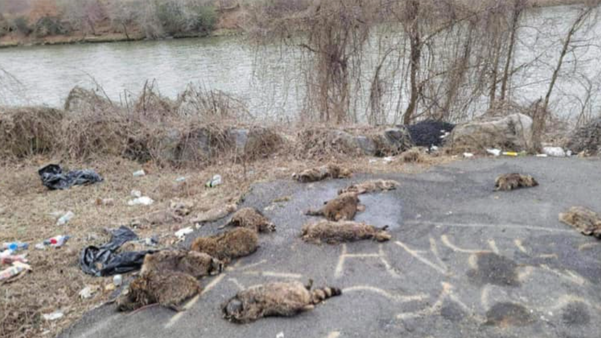 Raccoon bodies under bridge 