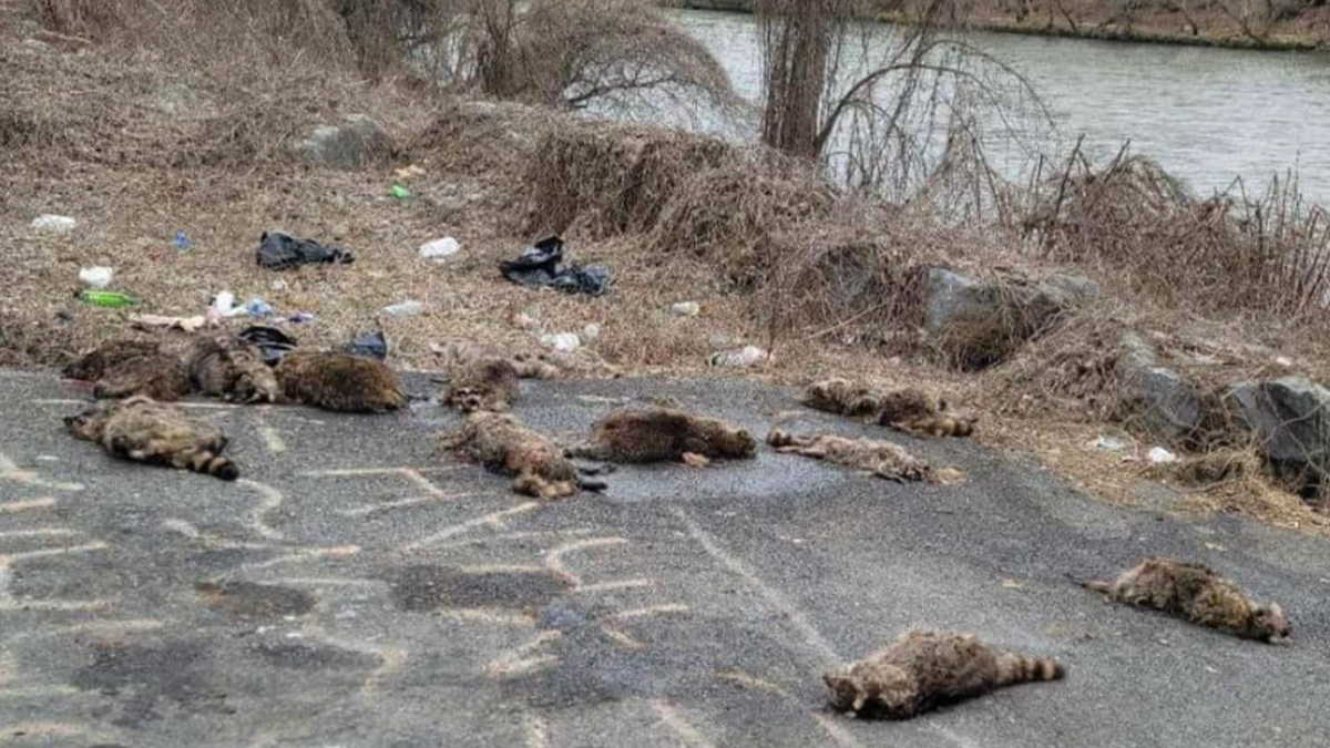 Dead raccoons under bridge 