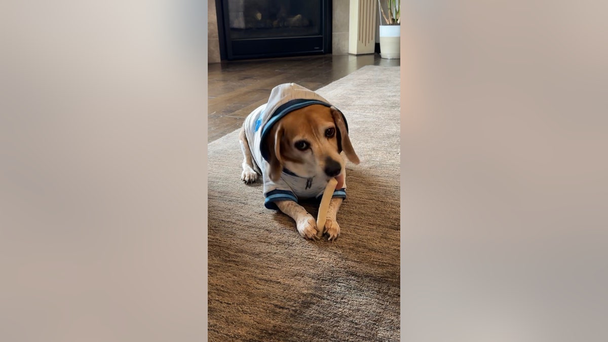 roscoe the dog chews on a bone