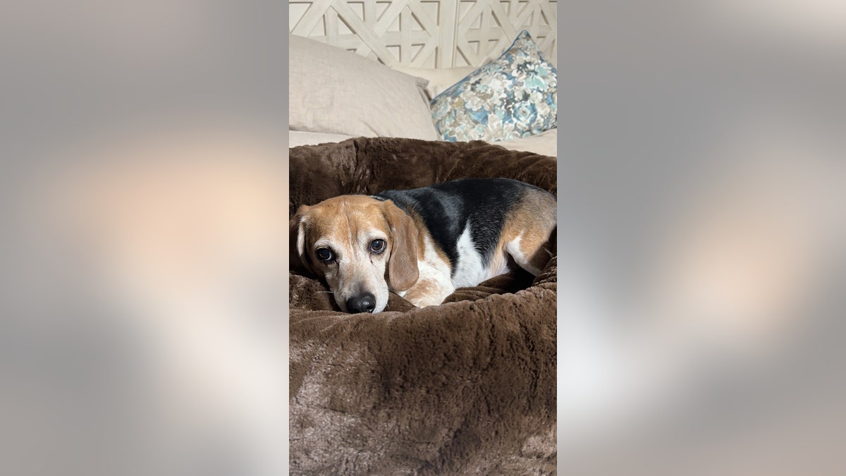 roscoe the dog