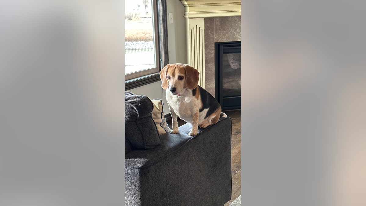 roscoe the dog on couch