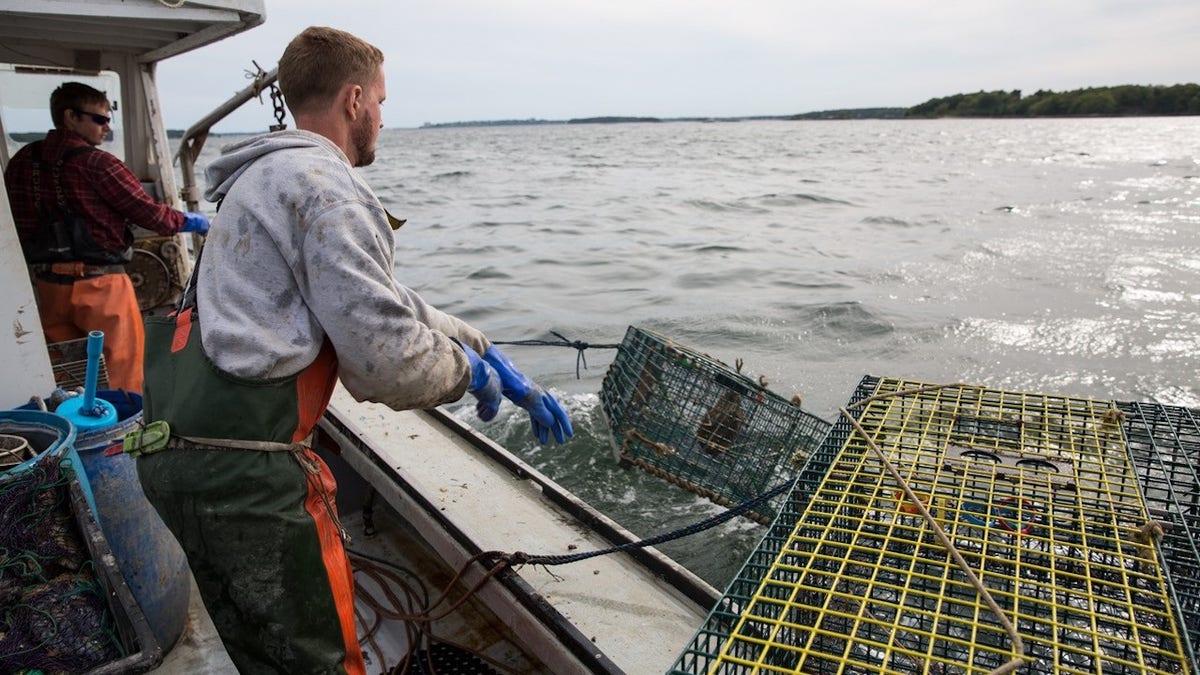 lobsterman reeling in trap