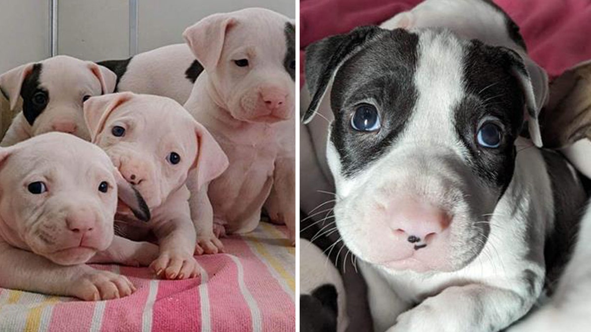 Taylor Swift inspired dogs
