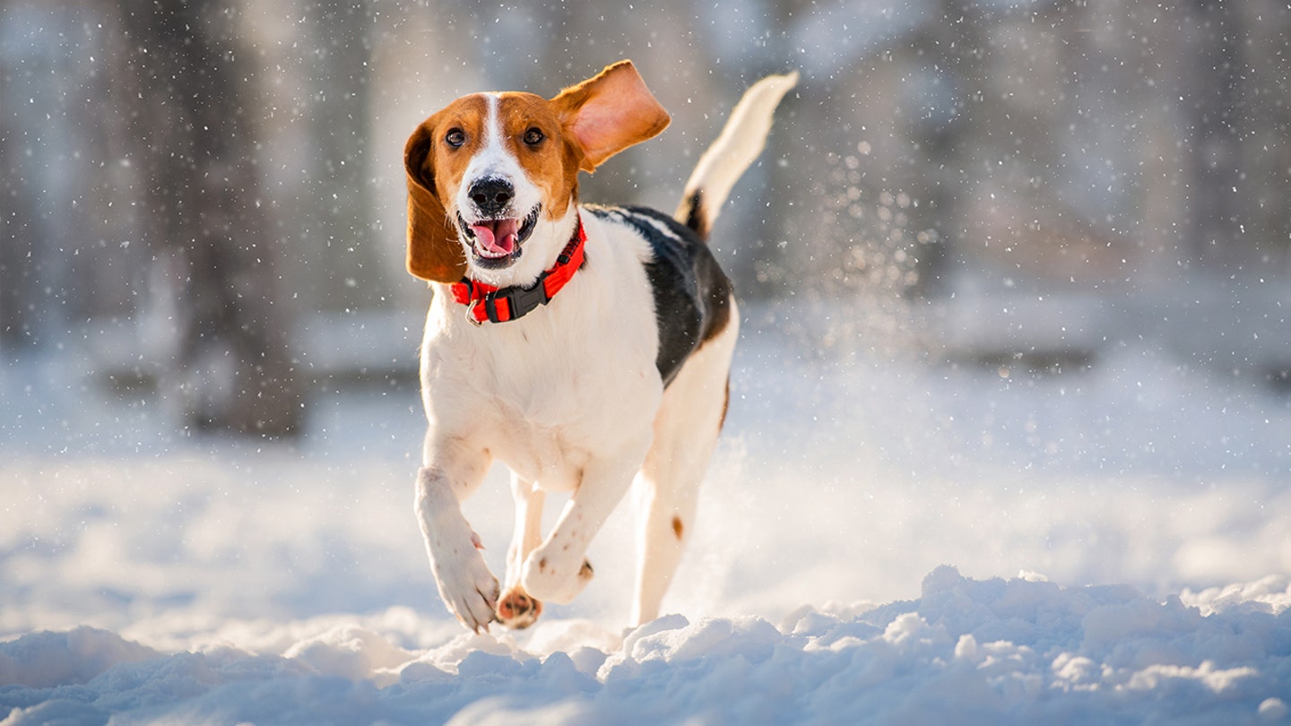 4,000 Beagles Rescued From Research Find Loving Homes