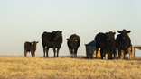 Black angus cattle
