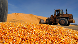 NA-Corn Photos by Michael Williamson NEG#00000 4/20/08: A large pile of harvested field corn (aka #2 yellow corn) waits to be loaded and sent on to an ethanol plant in southeastern North Dakota. Photo taken in Havana, North Dakota. (Photo by Michael Williamson/The The Washington Post via Getty Images)