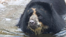 St. Louis Zoo bear escapes from enclosure for second time in a month
