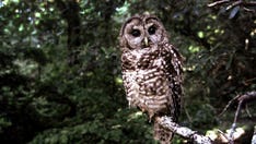 Federal agency proposes California spotted owl protection