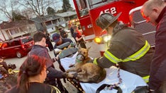 West Virginia firefighters resuscitate dog found not breathing at scene of fire