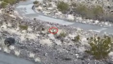 Nevada puppy left for dead in desert built life among pack of wild coyotes before capture: rescuers