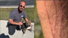 Florida man punches bobcat in face to save daughter's dog: 'clawed into me''