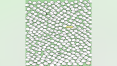 Brain teaser: Can you find 3 white clouds hidden in a flock of fluffy sheep?