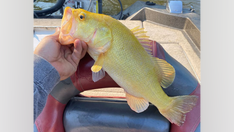Virginia fisherman reels in rare largemouth bass from river: 'Haven't seen anything like that'