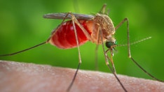 New mosquito repellent device could better protect US military service members