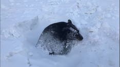 Bear rescued after getting stuck in icy ditch during hibernation