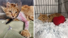 Pennsylvania cat named Cupid, shot by an arrow, searches for home in time for Valentine's Day