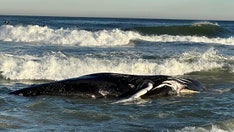 Dead humpback whale washes up on NJ beach, 9th stranding along New York-New Jersey coast in 2 months