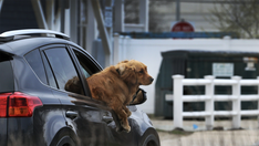 Florida bill would ban dogs from sticking their heads out car windows