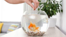 Pet fish fee at Missouri apartment complex shocks potential renter; error 'will be corrected soon'