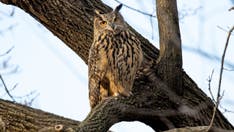'Celebrity' owl escapes from NYC zoo, amazes officials by catching prey on its own, surviving in Central Park