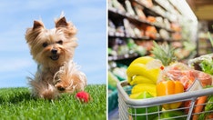 Dog brought into grocery store sparks anger as fellow shopper lets the F-word fly, Reddit user says