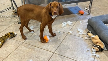 Pet problems solved: A guide to dealing with difficult dogs and cats