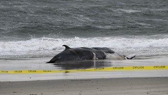 Another dead whale found stranded on New York beach in 'unusual mortality event' along Atlantic coast