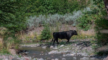 New Mexico: US officials authorize helicopter with shooters to kill feral cows in the Gila Wilderness