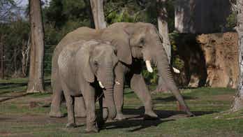 Many zoos in US phasing out elephants while others embark on breeding projects