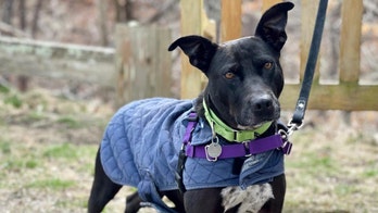 Adoptable New York Labrador retriever mix looking for a home ‘as active as she is’