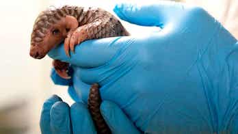 Chinese pangolin born in Prague zoo, 1st time the endangered species was born in captivity in Europe