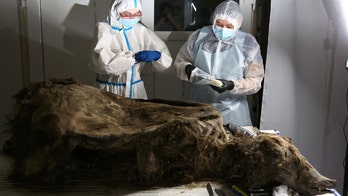 A 3,500-year-old bear preserved in Siberian permafrost is dissected by researchers
