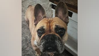 Texas dog owner offers $1K reward for stolen French bulldog: 'Someone has to know'