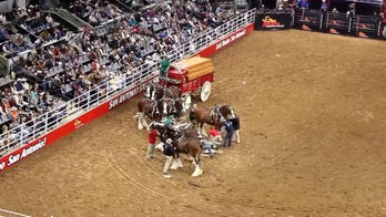 Budweiser Clydesdales get tangled up, fall down during Texas stock and rodeo show
