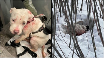 Minnesota police employees nurse injured puppy back to health after fleeing suspects toss him from car window