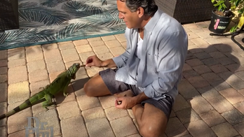 Florida man claims annoyed neighbors are just 'jealous' of his friendship with iguanas