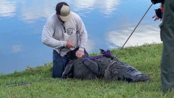 Florida alligator responsible for killing elderly woman attempted to attack dog, then her foot