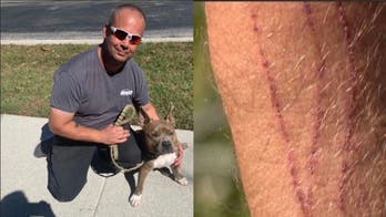 Florida man punches bobcat in face to save daughter's dog: 'clawed into me''