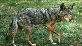 New York Health officials urge caution after possible coyote attack at Marist College