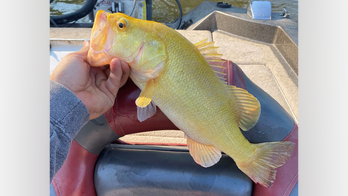 Virginia fisherman reels in rare largemouth bass from river: 'Haven't seen anything like that'